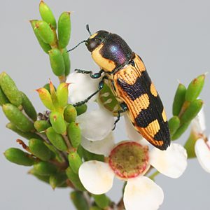 Castiarina creta, PL0301B, male, on Hysterobaeckea behrii, EP, 10.7 × 3.7 mm